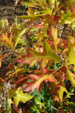 Quercus palustris Swamp Pygmy.JPG