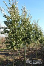 Quercus x hispanica 'Ambrozyana'