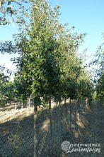 Quercus x hispanica 'Ambrozyana'