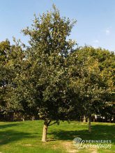 Quercus x hispanica 'Ambrozyana'