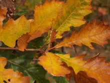 quercus macrophylla