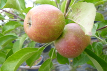 Pomme Reinette d'Armorique