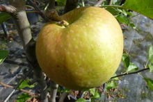 Pomme Reinette de Caux