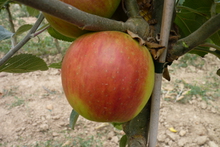 Pomme 'Reine des Reinettes rouge'