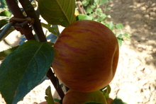 Pomme 'Reine des Reinettes'