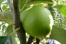 Pomme 'Reinette du Mans'