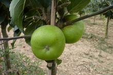 Pomme 'Reinette Dubuisson'