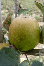Pomme 'Reinette d'Anjou'