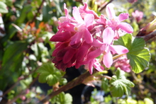 Ribes sanguineum