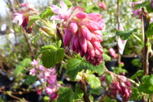 Ribes sanguineum