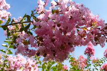 Lagerstroemia 'Rose Thé'