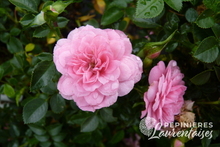 Rosier Knirps