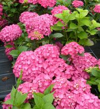 Hydrangea macrophylla 'Rosita'