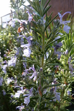 Rosmarinus officinalis