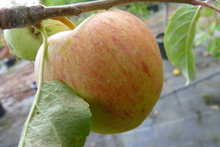 Pomme Royal Gala