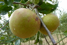 Pomme 'Rubinette'