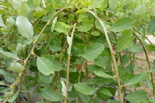 Salix caprea 'Pendula'