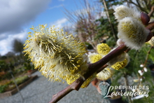 Salix caprea Pendula.JPG