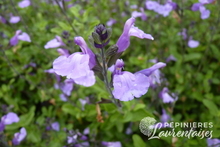 Salvia So Cool Pale Blue