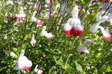 Salvia microphylla 'Hotlips'