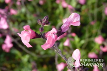 Salvia 'La Siesta'