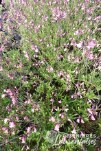 Salvia 'La Siesta'