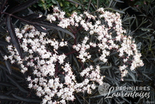 Sambucus nigra 'Black Lace' ®