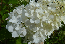 Hydrangea paniculata 'Silver Dollar'