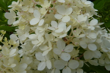 Hydrangea quercifolia 'Snow Queen'