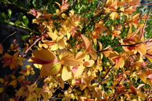 Spirée japonica 'Goldflame'