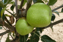 Pomme 'Ste Germaine'