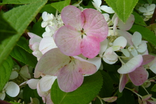 Hydrangea paniculata 'Sundae Fraise'