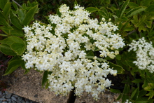 Sambucus nigra