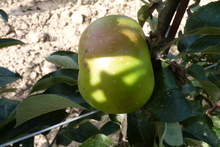 Pomme 'Teint Frais'