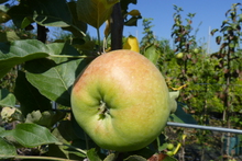 Pomme Transparente de Croncels