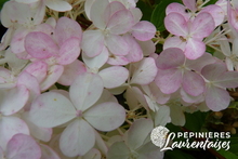 Hydrangea paniculata 'Fraise Melba'