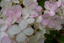 Hydrangea paniculata 'Vanille Fraise'