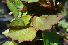 Parthenocissus tricuspidata 'Veitchii'