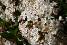 Viburnum tinus