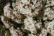 Viburnum tinus