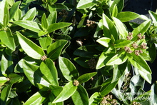 Viburnum tinus 'Eve Price'