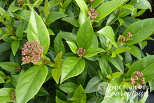 Viburnum tinus 'Quimper'