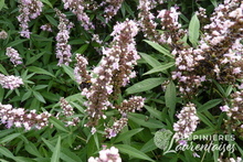 Vitex Pink Pinnacle