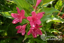 Weigelia Red Prince