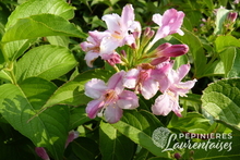 Weigelia Stelzneri
