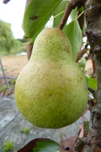 Poire Williams