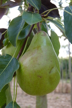 Poire 'Williams Duchesse'