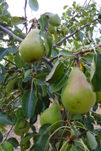 Poire 'William Duchesse'