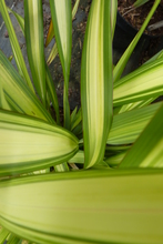 Phormium 'Yellow Wave'