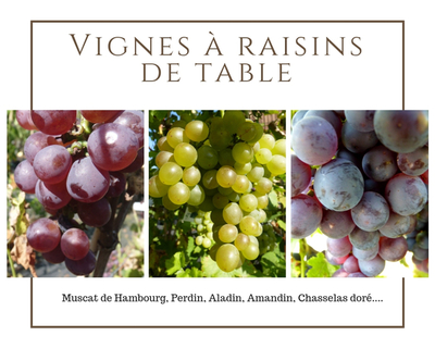 Vignes à raisins de table
